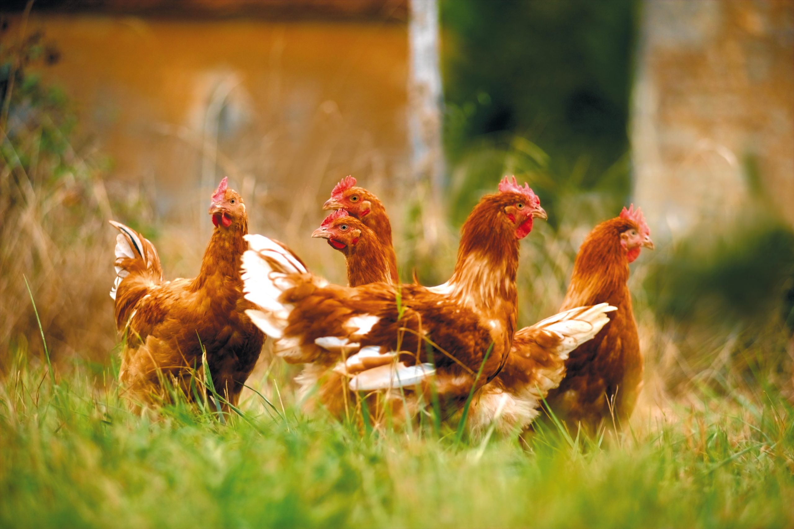 Les Volailles Fermières Label Rouge : La Qualité Supérieure Garantie ...