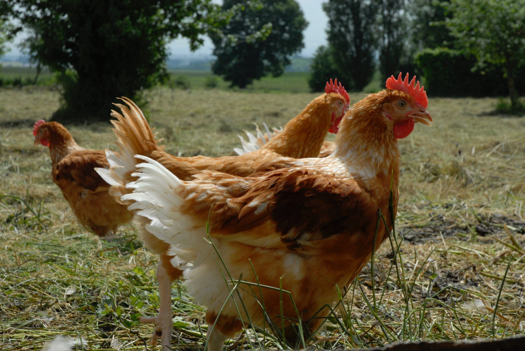 Éleveur de poulets de chair : un métier passionnant | Volaille Info