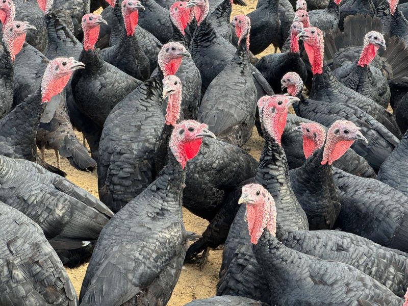 Image for the Tweet beginning: 🐔 Pour finir cette première