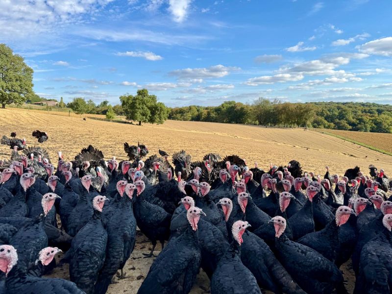 Image for the Tweet beginning: 🐔 Pour finir cette première